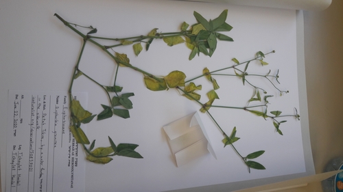Euphorbia graminea iNat (2)