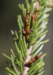 Arceuthobium pusillum