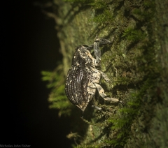 Eutyrhinus meditabundus