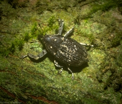 Eutyrhinus meditabundus