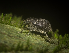 Eutyrhinus meditabundus