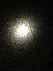 Arizona elegans eburnata