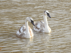 Cygnus olor