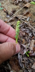Botrychium spathulatum image