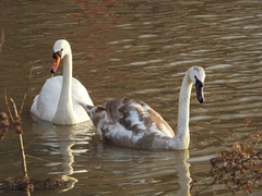 Cygnus olor
