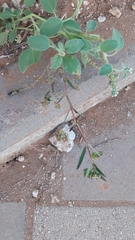 Euphorbia hypericifolia