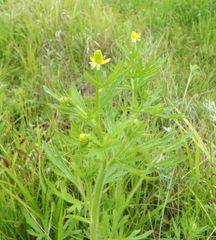 Ranunculus chinensis