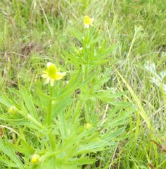 Ranunculus chinensis
