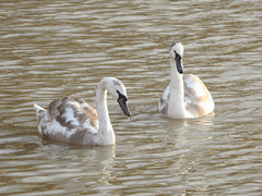 Cygnus olor