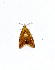 Pseudargyrotoza conwagana