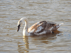 Cygnus olor