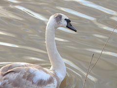 Cygnus olor