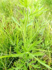 Ranunculus chinensis