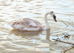 Cygnus olor