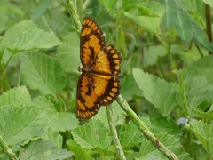 Byblia anvatara crameri