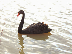 Cygnus atratus