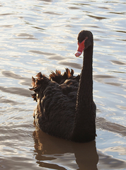 Cygnus atratus