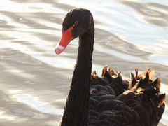 Cygnus atratus