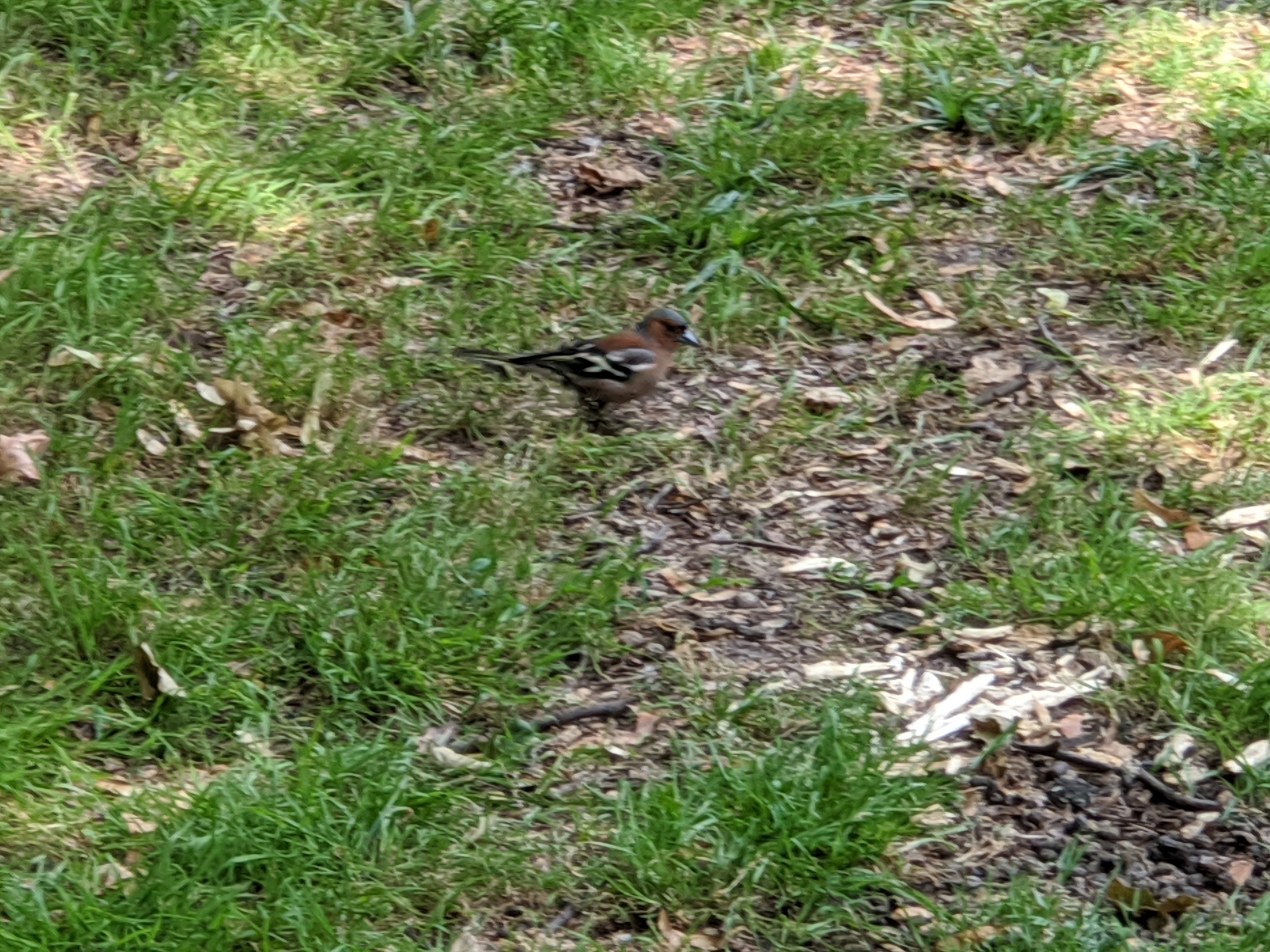 Eurasian Chaffinch