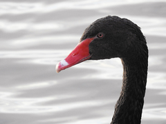 Cygnus atratus