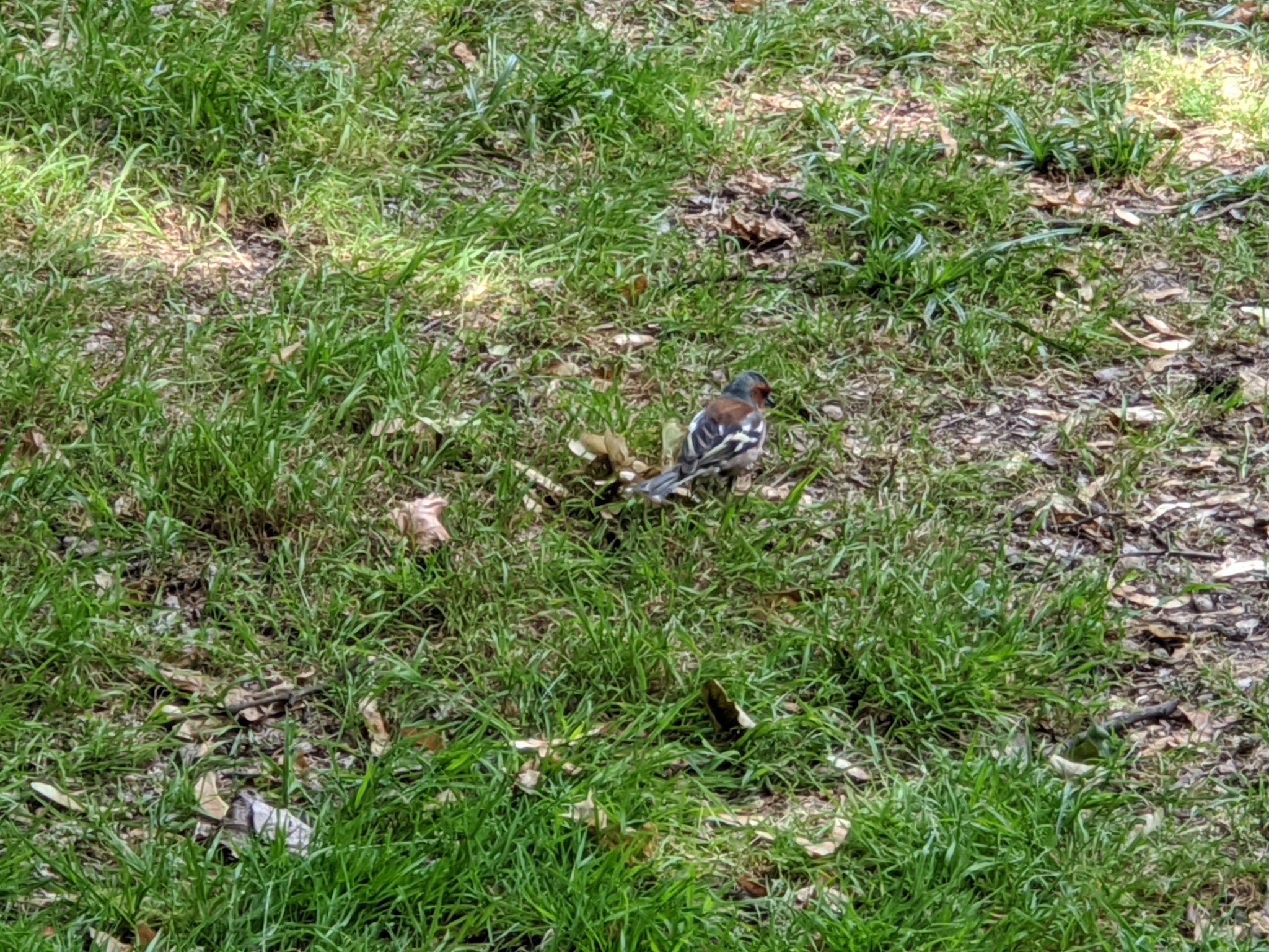 Eurasian Chaffinch