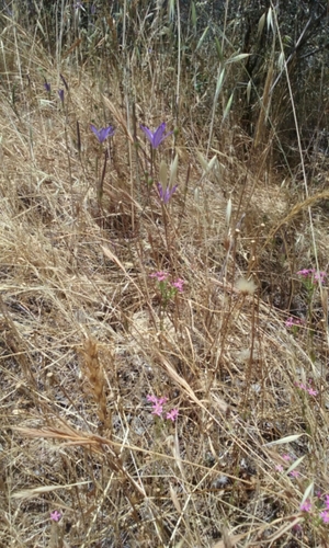 Image of Brodiaea leptandra by no rights reserved