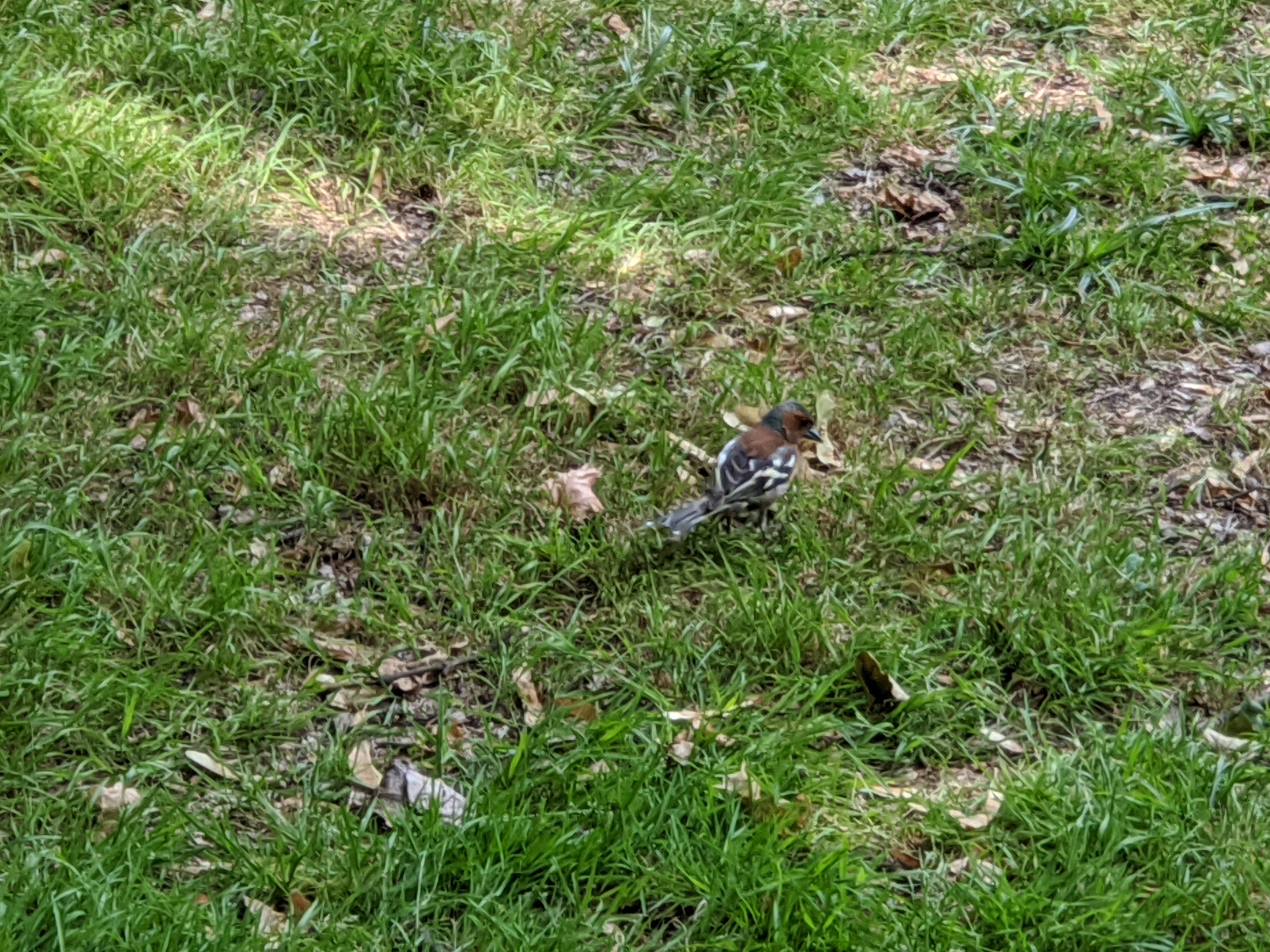 Eurasian Chaffinch