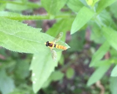 Sphaerophoria menthastri