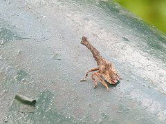 Pyrops candelaria