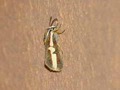 Aegocera rectilinea