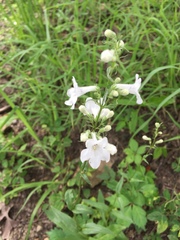 Penstemon tubaeflorus