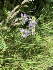 Galega officinalis