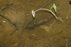 Actinopterygii