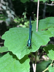 Calopteryx maculata
