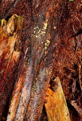 Lachnum pteridophyllum