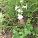 White Wand Beardtongue - Photo (c) Lynn Michael, some rights reserved (CC BY-NC), uploaded by Lynn Michael