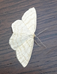 Scopula ternata
