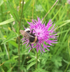 Bombus bohemicus