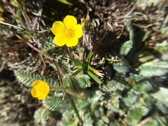 Argentina tugitakensis