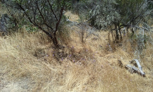 Image of Brodiaea leptandra by no rights reserved
