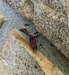 Galasa nigrinodis