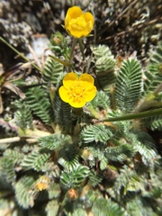 Argentina tugitakensis