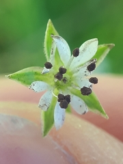 Microbotryum stellariae