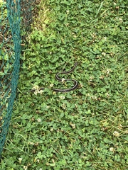 Thamnophis sirtalis