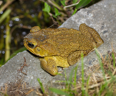 Rhinella marina