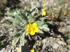 Argentina tugitakensis
