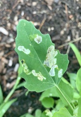 Chrysoesthia sexguttella