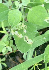 Chrysoesthia sexguttella