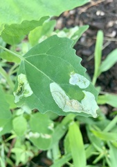 Chrysoesthia sexguttella