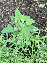 Chrysoesthia sexguttella